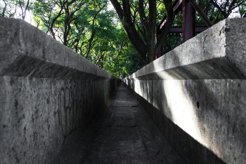 Concrete pathway in São Paulo surrounded by lush green trees and natural light